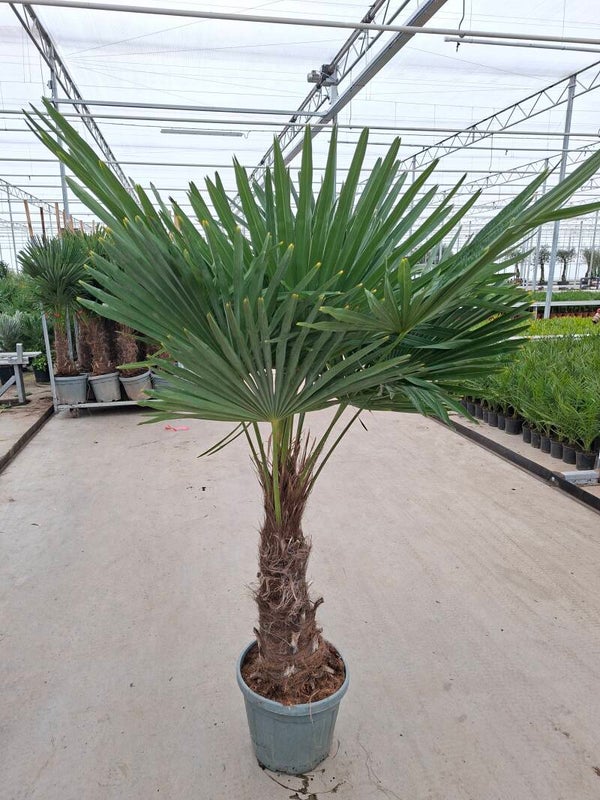 Trachycarpus Fortunei pot 34