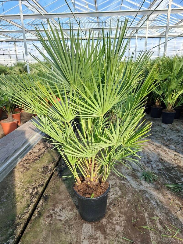 Chamaerops Humulis pot 30