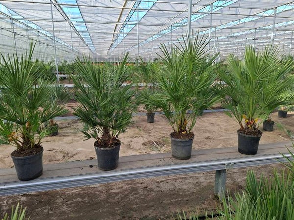 Chamaerops Humulis pot 24