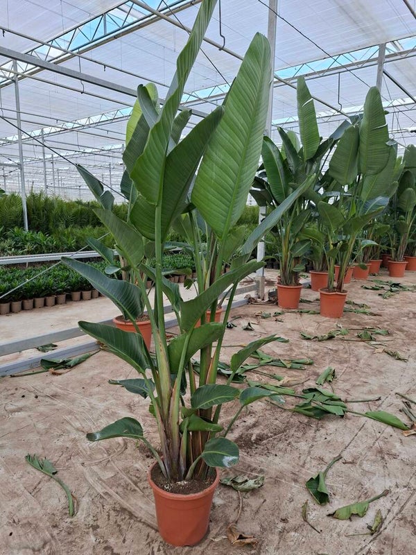Strelitzia Augusta pot 30