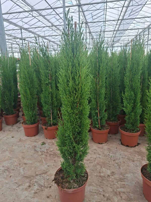 Cupressus sempervirens (Italiaanse Cipres)