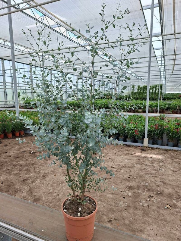 Eucalyptus Gunnii