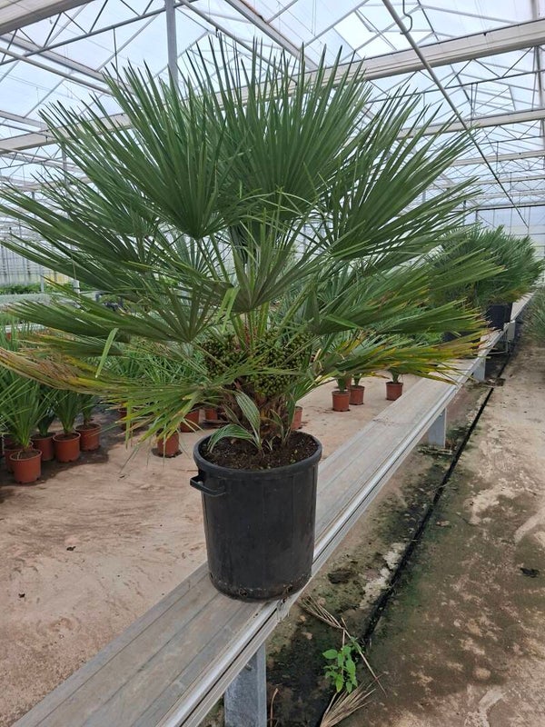 Chamaerops Vulcano pot 40