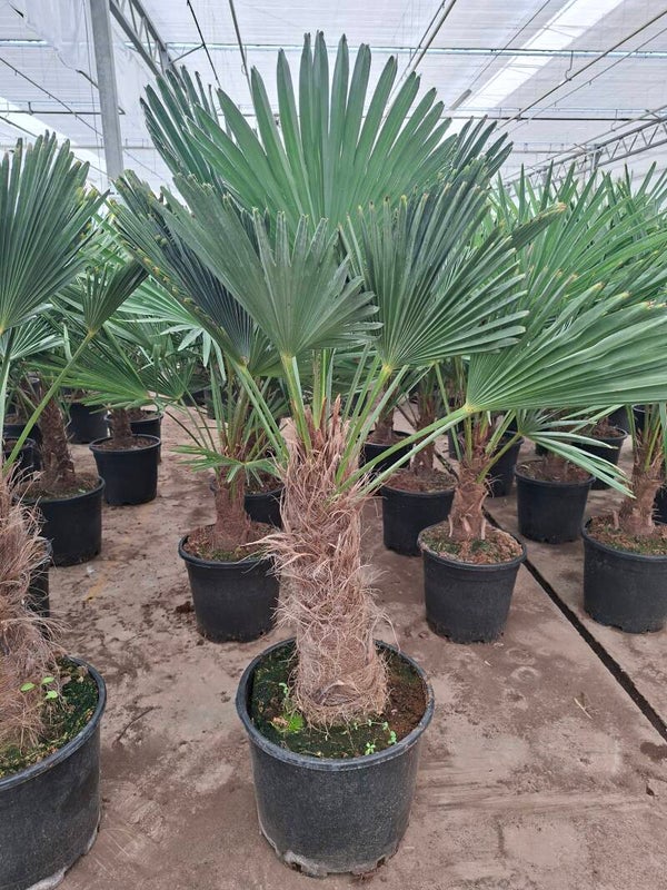 Trachycarpus Wagnerianus pot 36