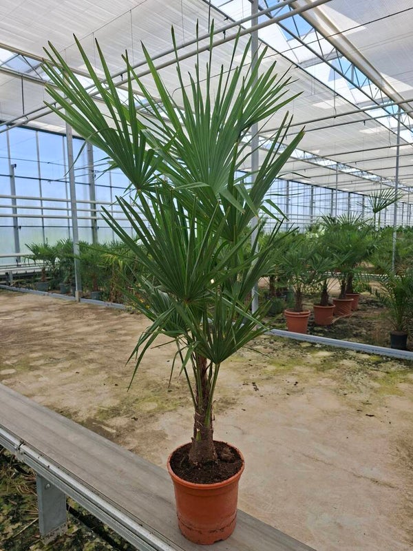 Trachycarpus Fortunei pot 27