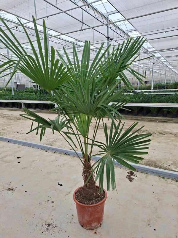 Trachycarpus Fortunei p33 1.70mtr