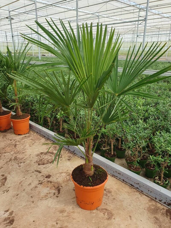 Trachycarpus Fortunei pot 27