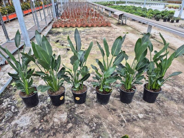 Strelitzia Reginae pot 24
