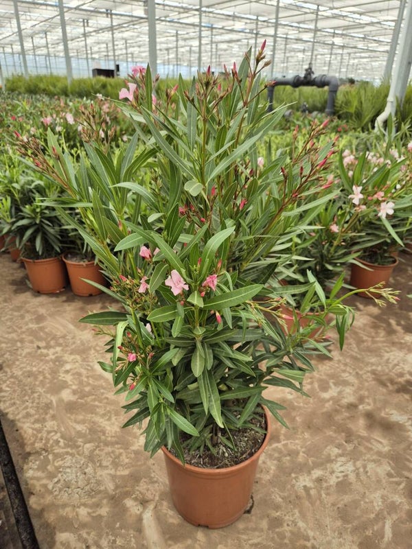 Oleander struik diverse kleuren
