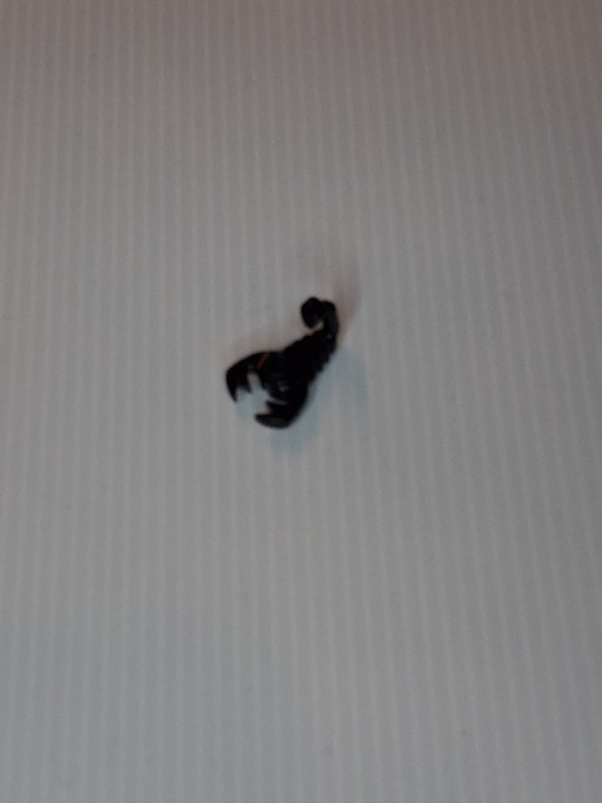 Parts Schorpioen  (scorpion)