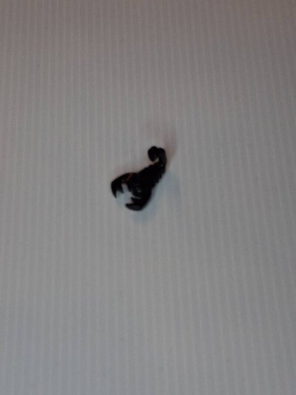 Parts Schorpioen  (scorpion)