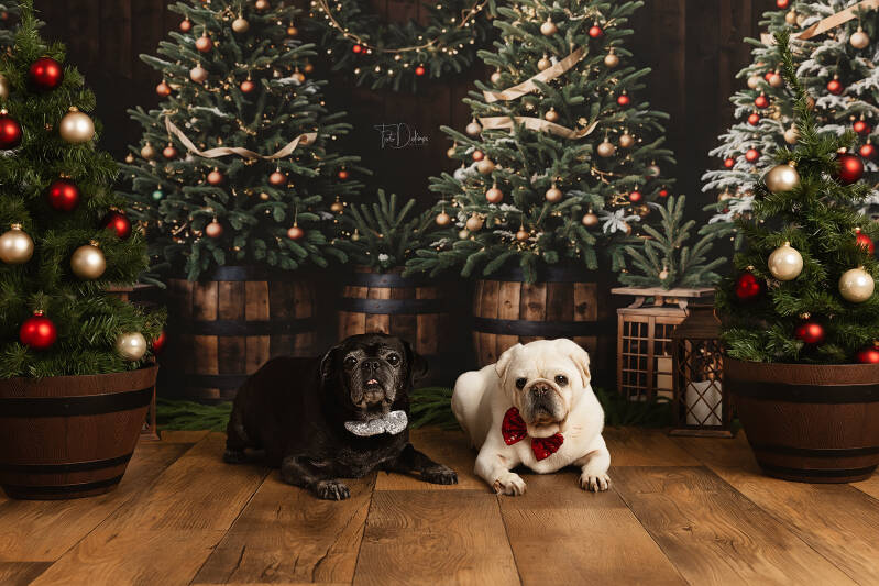 kind fotograaf deerlijk waregem belgie kinderfotografie gezinsfotografie familiefotografie kinderfotografie kinderen kerst kerstfotografie christmas newyear