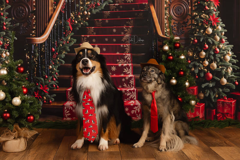 kind fotograaf deerlijk waregem belgie kinderfotografie gezinsfotografie familiefotografie kinderfotografie kinderen kerst kerstfotografie christmas newyear