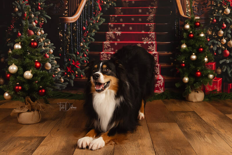 kind fotograaf deerlijk waregem belgie kinderfotografie gezinsfotografie familiefotografie kinderfotografie kinderen kerst kerstfotografie christmas newyear