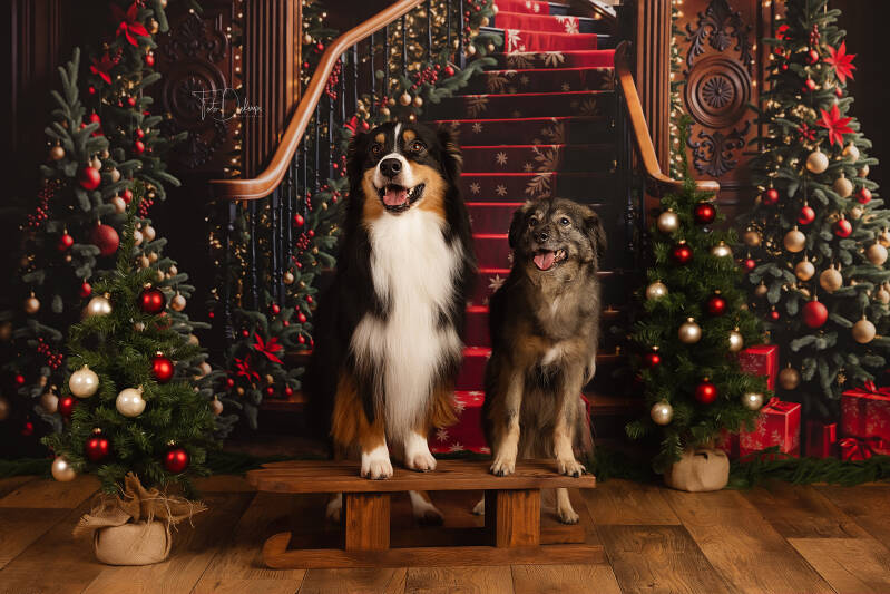 kind fotograaf deerlijk waregem belgie kinderfotografie gezinsfotografie familiefotografie kinderfotografie kinderen kerst kerstfotografie christmas newyear