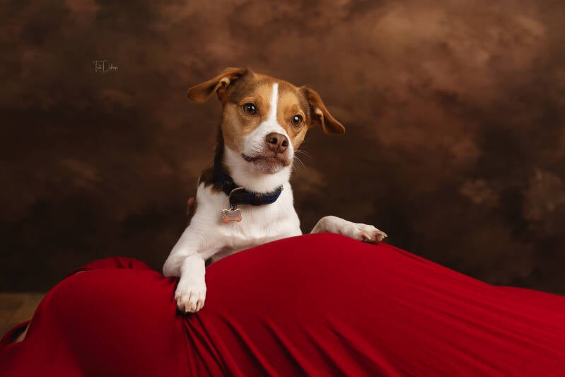 zwangerschap deerlijk waregem belgie kinderfotografie gezinsfotografie familiefotografie kinderfotografie kinderen