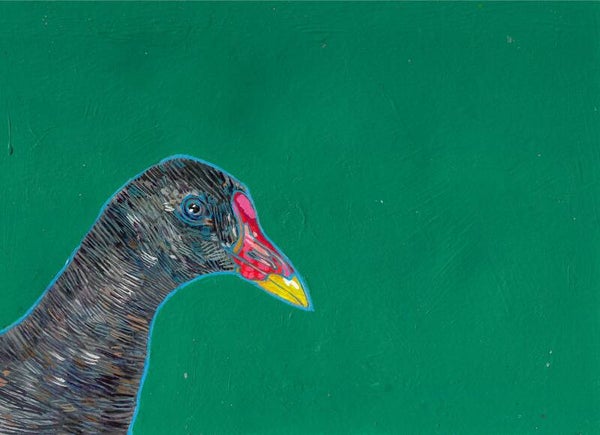 Gordon is a Moorhen