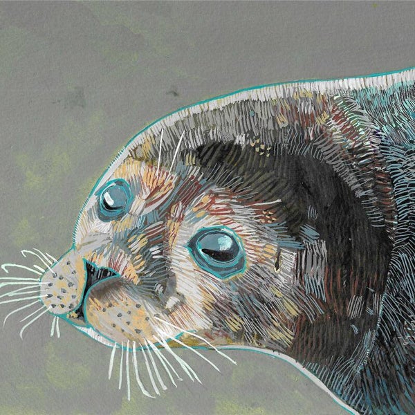 Harbour Seal