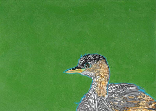 Dabchick (Little Grebe)