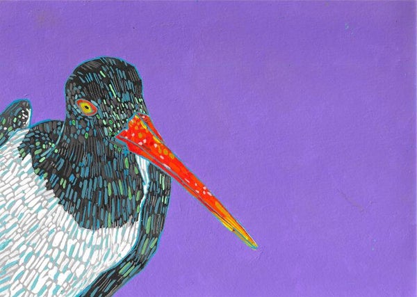 Oystercatcher