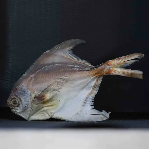 Pomfret 150gram
