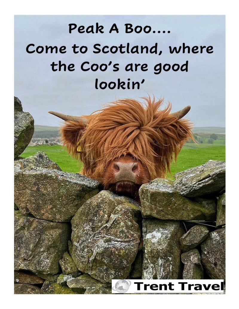 coo-s-are-good-lookin-standard.jpg