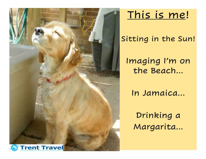 dog-in-the-sun-standard.jpg