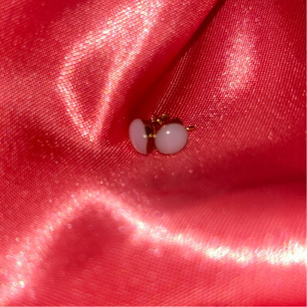 Puce d'oreilles Millie