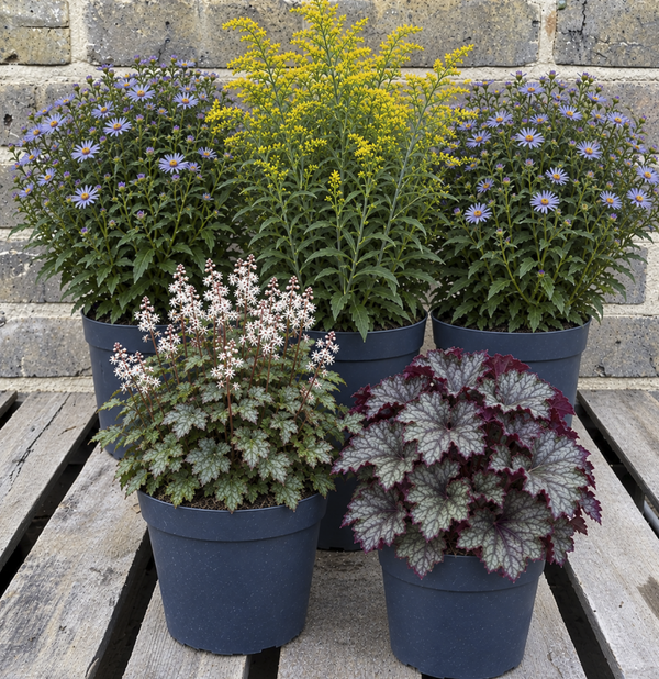 Fall Woodland's Edge Garden