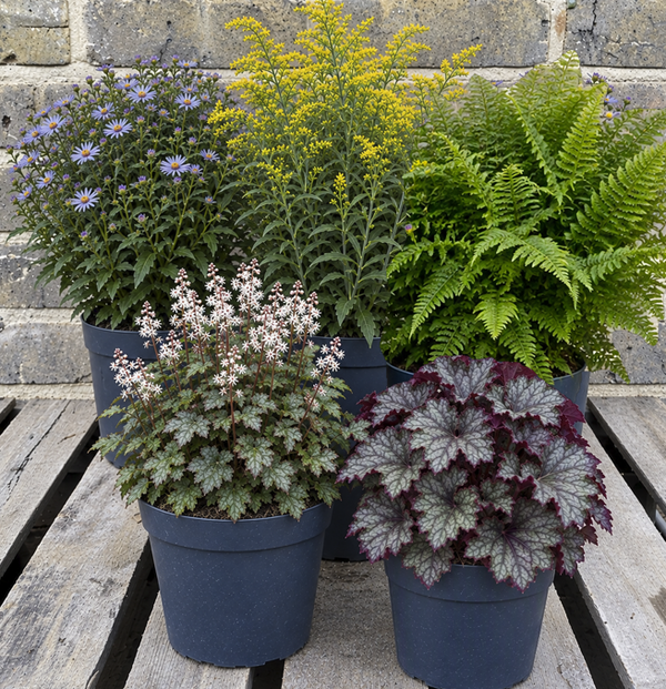 Fall Woodland's Edge Garden - Plant Bundle