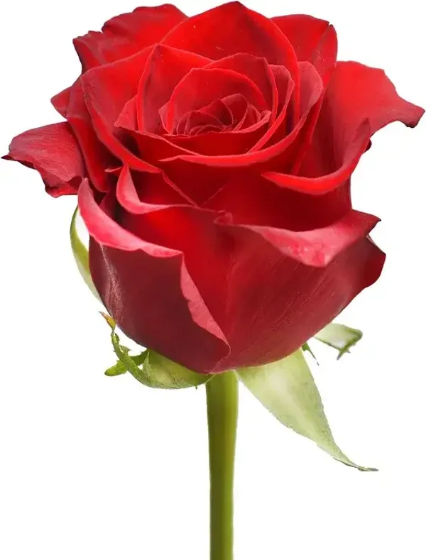 COMING SOON. Romantic Rose