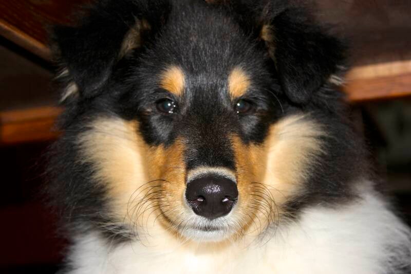 Close‑up van Schotse collie Dopey, rustige blik