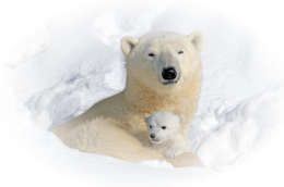 Jsbeer met jong rustend in besneeuwd landschap — sfeerbeeld voor PSP-les Richting op Hobby4me.