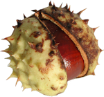 Herfstdetails met bladeren, bessen en paddenstoelen