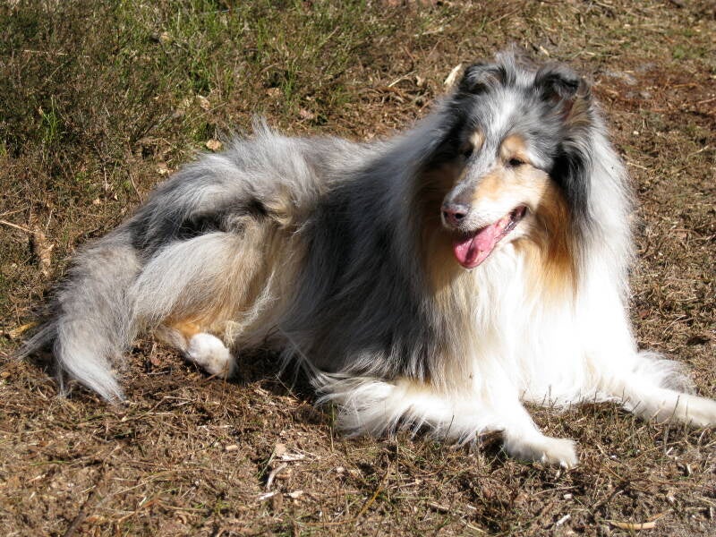 Schotse collie Lambiek liggend in het gras