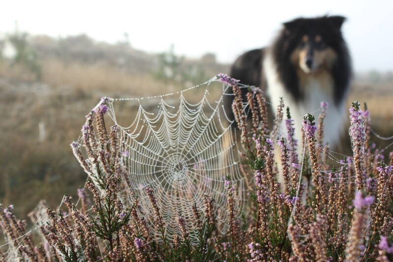 chotse collie Dopey tijdens een wandeling door Nederland