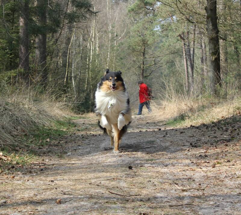 “Schotse collie Dopey” 