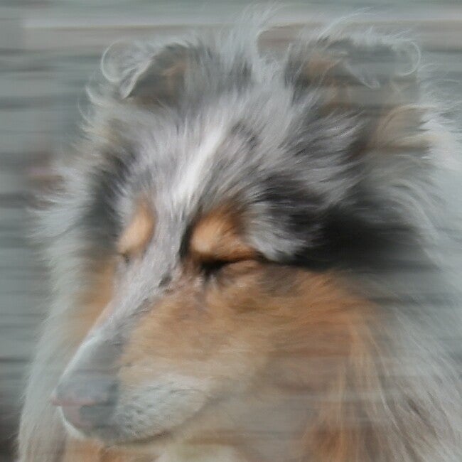 Schotse collie in serene pose achter glas, introspectief moment