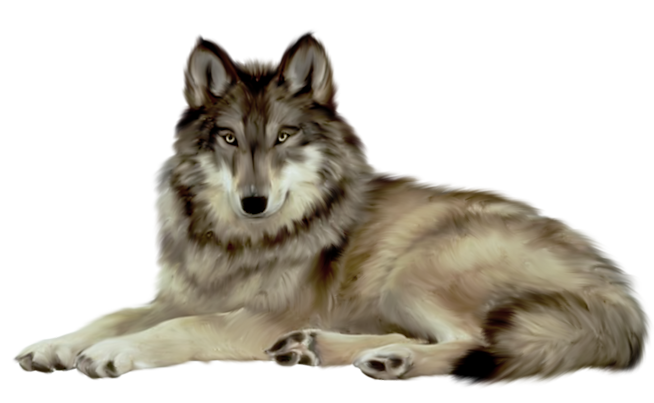 Realistische illustratie van liggende wolf met grijsbruine vacht en alerte blik — sfeerbeeld voor PSP-les Wolf in Spotlight op Hobby4me.