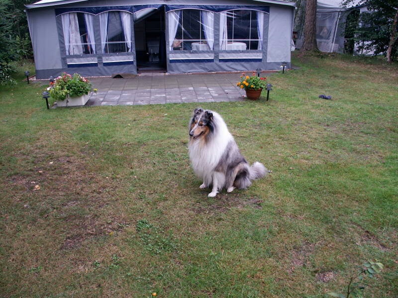 Schotse collie Lambiek op camping”).
