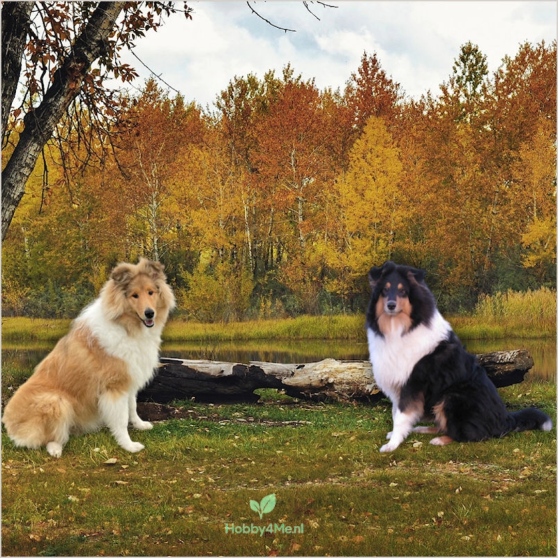 Alt-tekst: Paco, energieke Schotse collie, symbool van De Colliehoek – verhalen van Lambiek, Dopey en Paco 