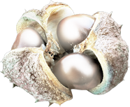 Een opengebarsten zaaddoos met vier glanzende, parelachtige bollen binnenin. De ruwe, lichtgroene buitenkant contrasteert met het gladde, metalen uiterlijk van de zaden — een verrassende mix van natuur en elegantie.