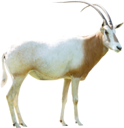 Een scimitar-horned oryx staat in profiel, met sierlijk gebogen hoorns en een witte vacht met roodbruine accenten. Het dier kijkt naar rechts en straalt rust en kracht uit — een zeldzame verschijning die symbool staat voor herwonnen natuur.