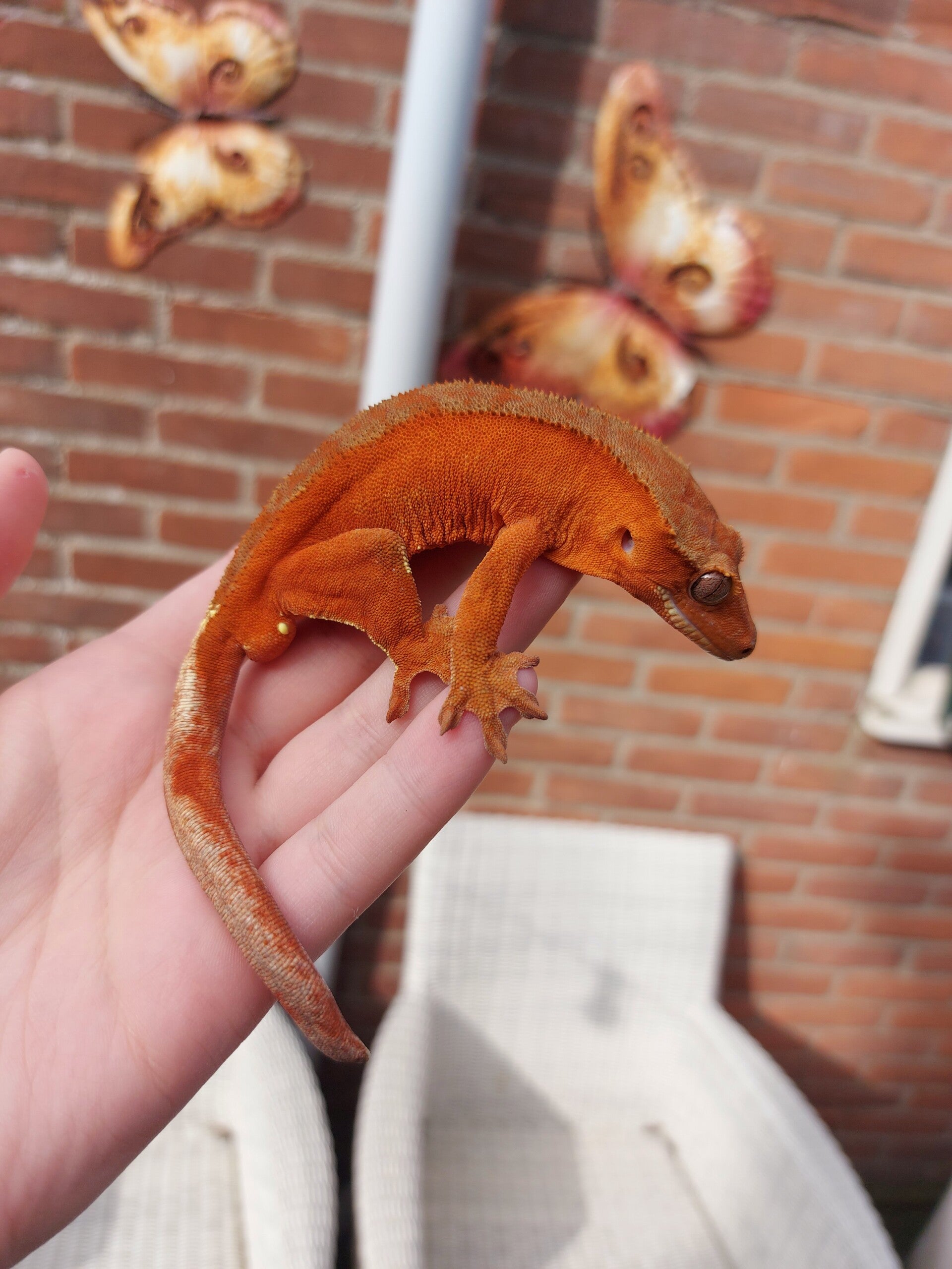 Correlophus Ciliatus