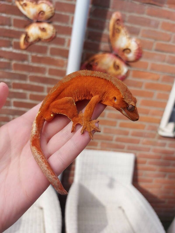 Correlophus Ciliatus