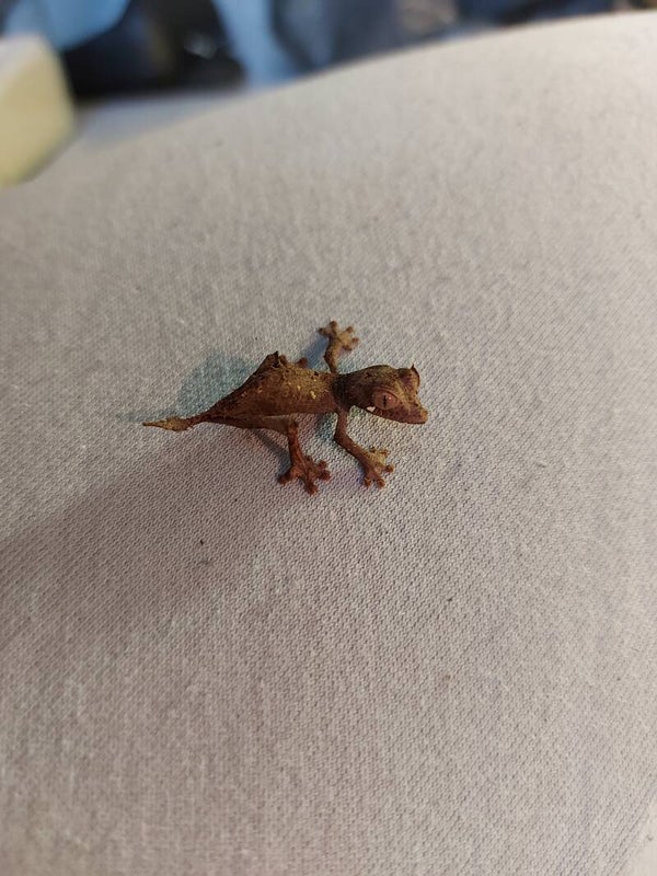 Uroplatus Ebenaui
