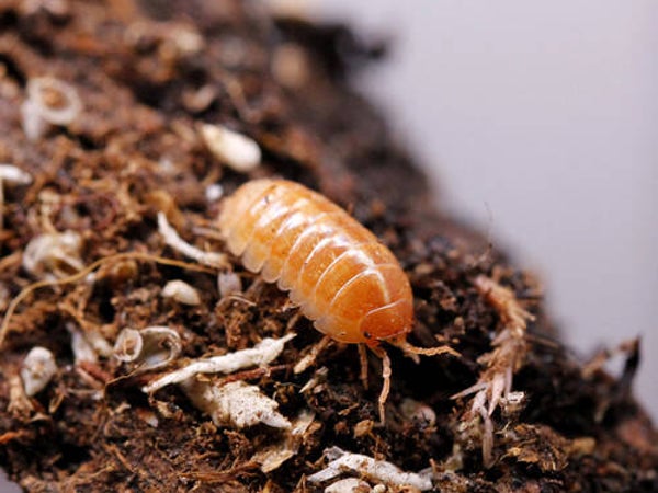Orange Vigor Isopods