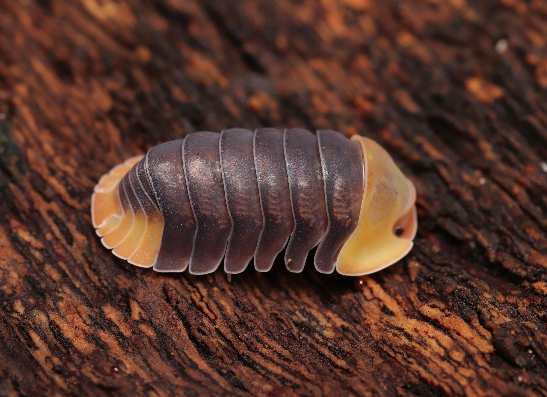 Rubber Ducky Isopods