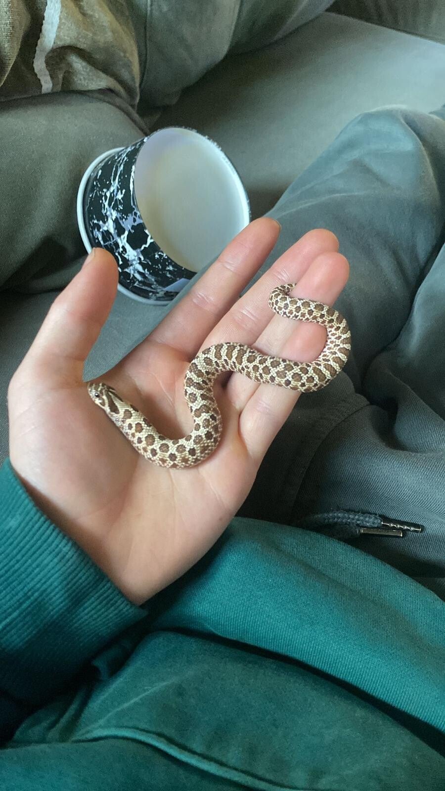 0.1 Western Hognose Snake