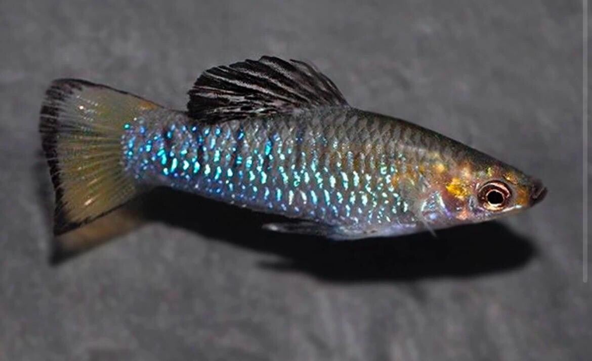 Limia perugiae